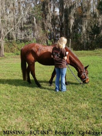 MISSING EQUINE Boogers Goldigger,  Near Clermont , FL, 34714